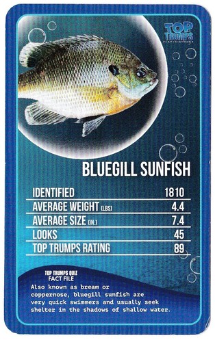 Bluegill sunfish freshwater - bluegill, sunfish,