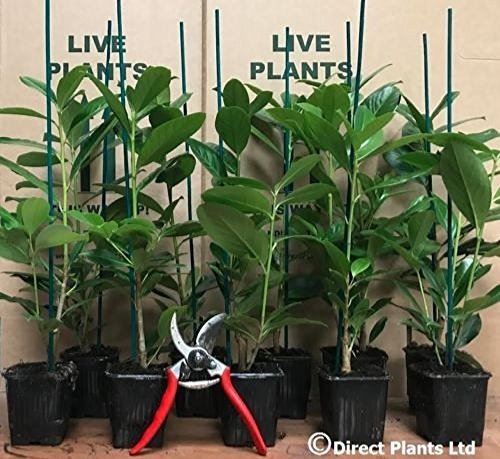 Prunus cherry laurel hedging - prunus,