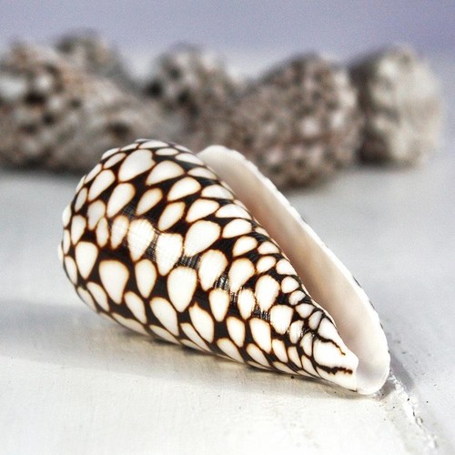 Marble cone shell cconus - cone,