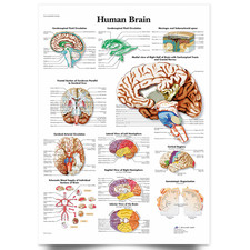 Anatomy Of The Brain
