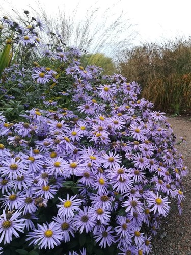 200 michaelmas daisy seeds - daisy,