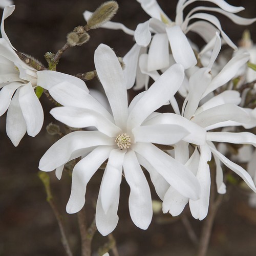 Standard magnolia tree star - tree,,