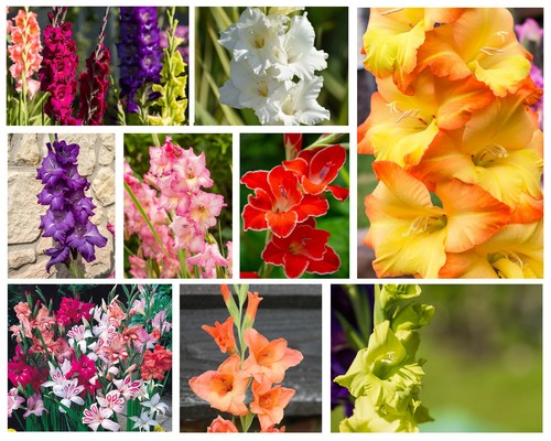 Gladioli summer flowering - gladioli,