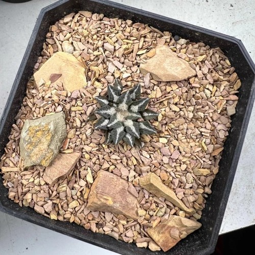 1cm succulent cactus - 1cm, plant
