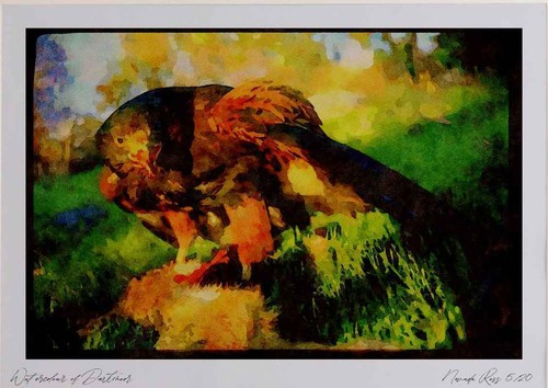 008032 harris hawk eating - 008032,