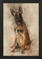 Belgian shepherd dog mon - shepherd,