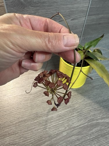 Hoya ilagiorum very - , rare