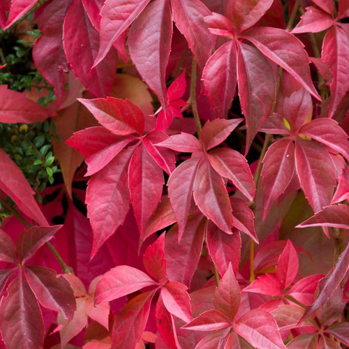Virginia creeper vine plant - vine,
