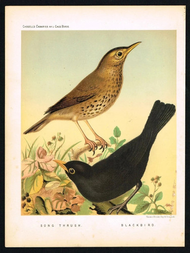 1896 cassell cage birds - 1896,