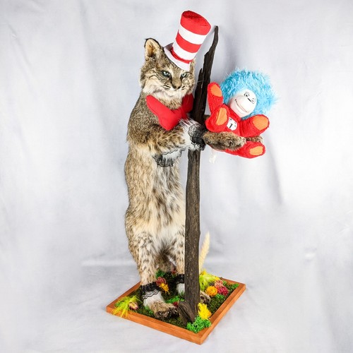 Cat the hat - the, display