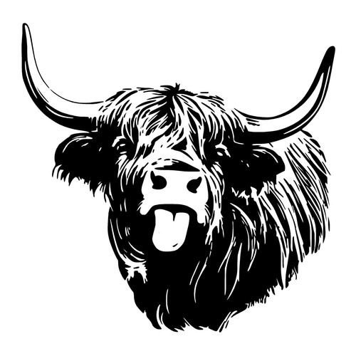 Highland cow bull - highland,