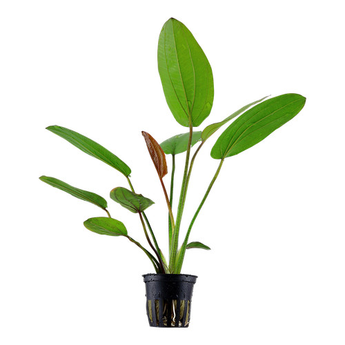 Echinodorus barthii tropica - echinodorus,