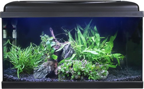 Swell aquarium 60cm - swell,