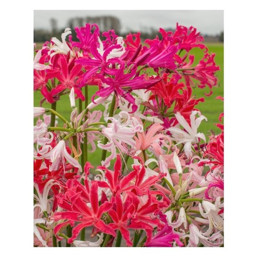 Nerine bowdenii mixed shades - 6,