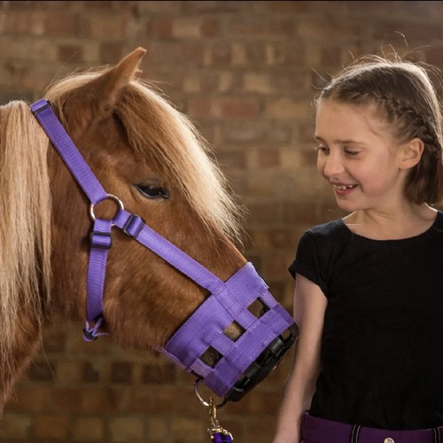 Equestrian pony grazing - hy,