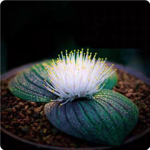 Massonia pustulata japan - pustulata, (japan