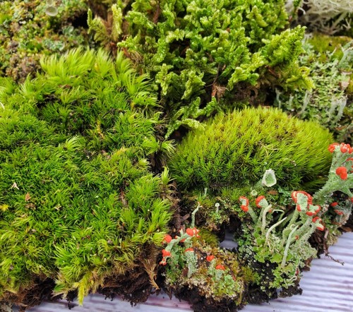Live fairy garden - fairy,