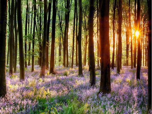 Bluebell wood sunrise - bluebell,