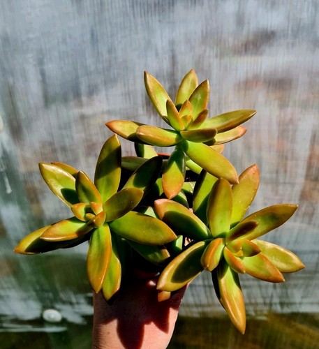 Sedum nussbaumerianum orange - nussbaumerianum,
