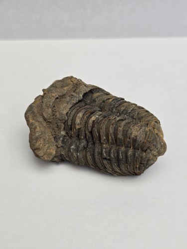 Trilobite fossil flexicalymene - trilobite,