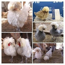 Polish bantam hatching - polish,
