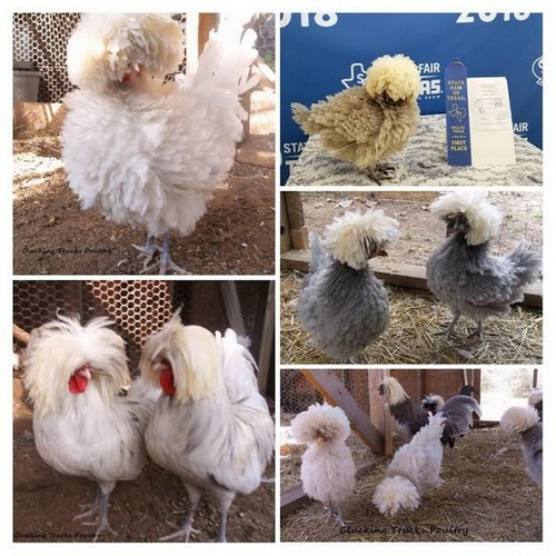 Polish bantam hatching - hatching, eggs