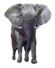 African elephant magnet - african,