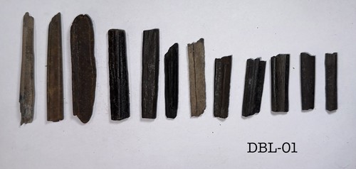 Ancient fossil deer bone - deer,
