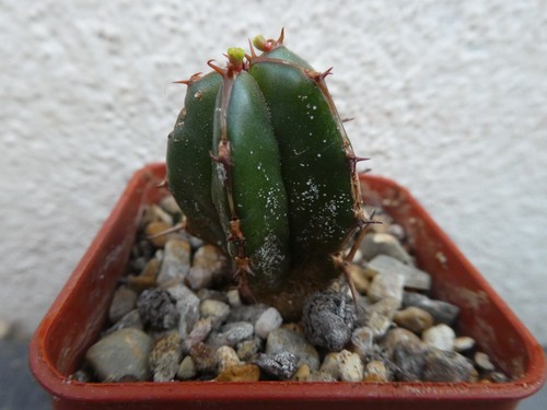 Euphorbia handiensis shown - handiensis,, in