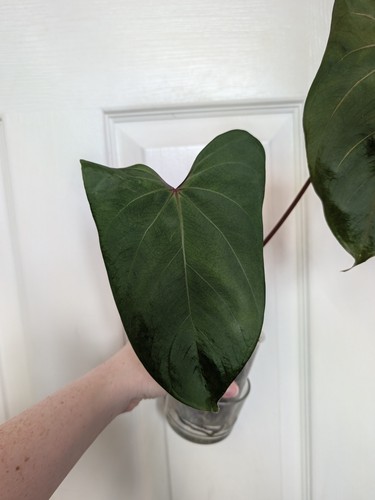 Anthurium viper heavily rooted - anthurium,