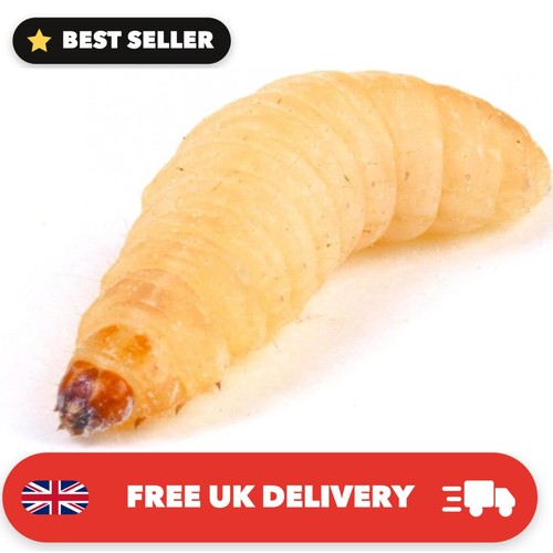 Livefood waxworm eco pack - livefood,