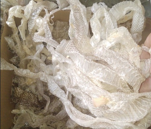 Snake shed for your crafting - snake,