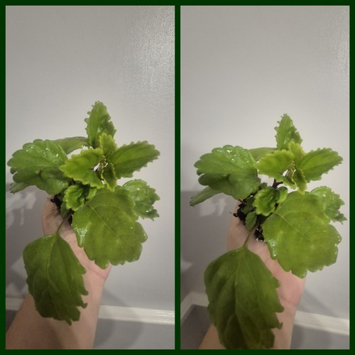 Swedish ivy rare plant - x2,