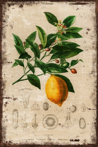 Lemon tree fruit botanical - &,