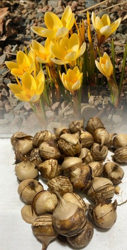 1000 romance yellow - romance,