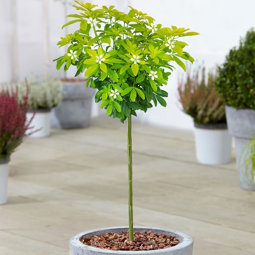Choisya sundance tree - choisya,
