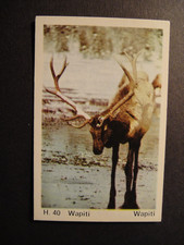 DANDY GUM WILD ANIMALS DANISH