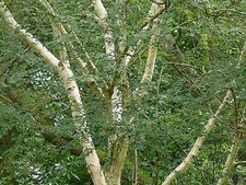 5 Silver Birch Jacquemontii