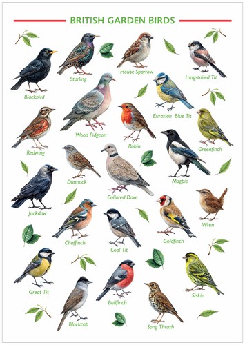 British garden birds - a3,