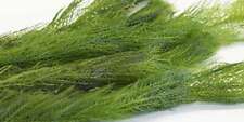 Myriophyllum spicatum (Spiked Water Milfoil) Oxygenating Pond Plant - Native ...