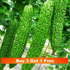 10x Bitter Melon/Bitter gourd Seeds 中国苦瓜种子10粒 定植45天后结果 长40厘米重500克左右 在英国可持续采收4个月