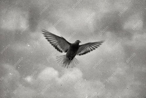 Portrait racing pigeon - of,