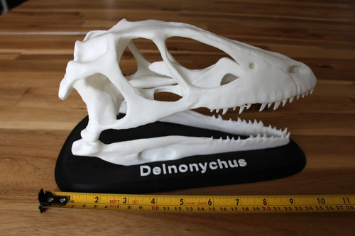 Deinonychus dinosaur skull 2 - deinonychus,