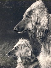 AFGHAN HOUND CHARMING DOG