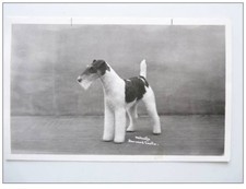 CP photo Animals Wire Fox