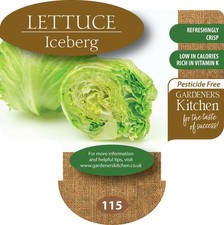 Lettuce Plants 'Iceberg' 6 X