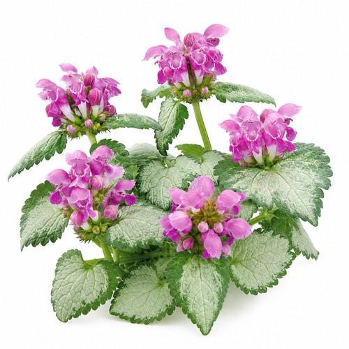 Lamium silver autumn - silver, perennial