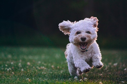 Cute cockapoo puppy - cute, playing