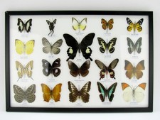 20 beautiful butterfly butterflies in showcase - framed - real - new - A-20-o-12