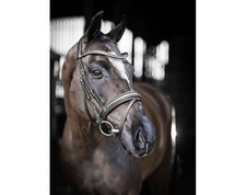 *SALE* LeMieux Arika Dressage